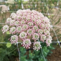 Daucus Dara