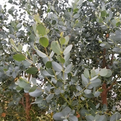 Eucalyptus - Silver Coin