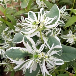 Euphorbia - Snow on the Mountain