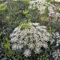Ammi - Queen Anne's Lace