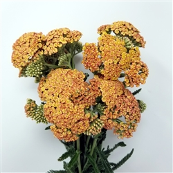 Yarrow - Coral