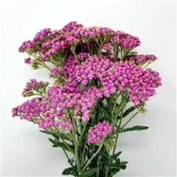 Yarrow - Dark Pink