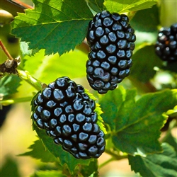 Blackberry - Natchez (White Tag)