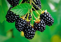 Blackberry - Navaho Thornless (Purple or Orange Tag)