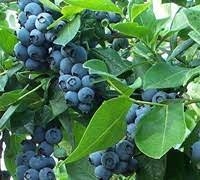 Blueberry - Bonita