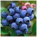 Blueberry - Climax Rabbiteye Early (Red Tag)