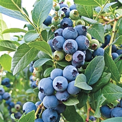 Blueberry - O'Neal RabbiteyeEarly (Orange Tag)