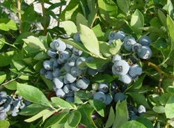 Blueberry - Ochlockonee Late Season