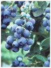 Blueberry - Tifblue Rabbiteye Mid (Dark Green Tag)