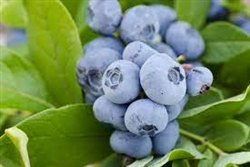 Blueberry - Vernon