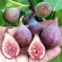 Fig - Magnolia (Green Tag)