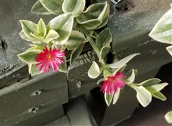 Livingstone Daisy Red (Dorotheanthus)