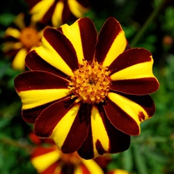 Marigold Janie Yellow