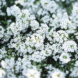 Sweet Alyssum