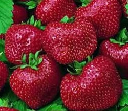Camarosa Strawberry