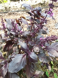 Certified  Organic Herbs Basil Dark Purple Opal