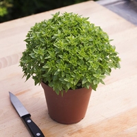 Certified  Organic Herbs Basil Dwarf Greek