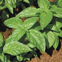 Certified  Organic Herbs Basil Italian Large Leaf