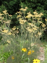 Certified  Organic Herbs Bronze Fennel