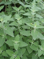 Certified  Organic Herbs Catmint