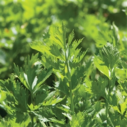 Certified  Organic Herbs Cutting Celery