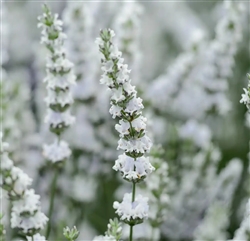 Certified Organic Herbs Edelweiss Lavender