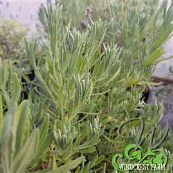 Certified Organic Herbs Goodwin Creek Lavender