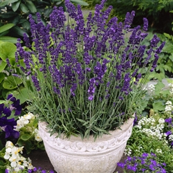 Certified Organic Herbs Hidcote Lavender