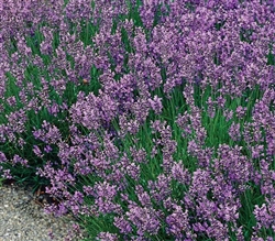 Certified Organic Herbs Munstead Lavender
