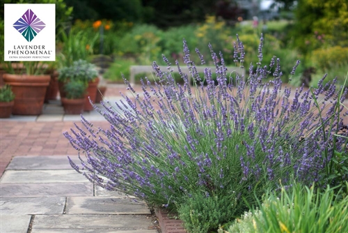 Lavender Live plant Phenomenal – Seed World