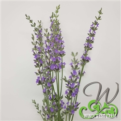 Certified  Organic Herbs Lavender Provence