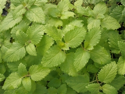 Certified  Organic Herbs Lemon Balm