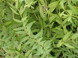 Certified  Organic Herbs Lemon Verbena