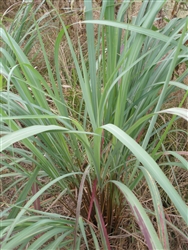 Certified  Organic Herbs Lemongrass