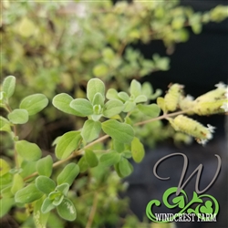 Certified  Organic Herbs Sweet Marjoram