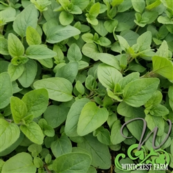 Certified  Organic Herbs Oregano Sicilian