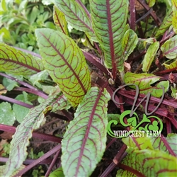 Certified  Organic Herbs Red Veined Sorrel