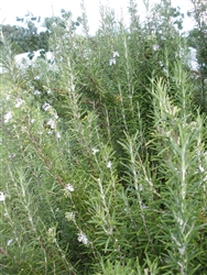 Certified  Organic Herbs Rosemary Salem