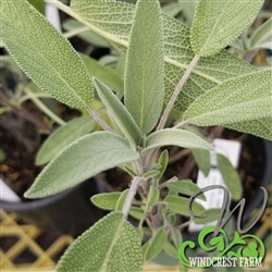 Certified  Organic Herbs Sage Fanni Common