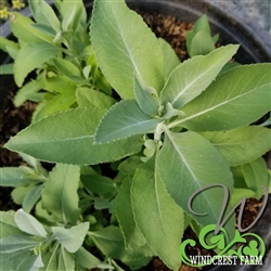 Certified  Organic Herbs Sage White
