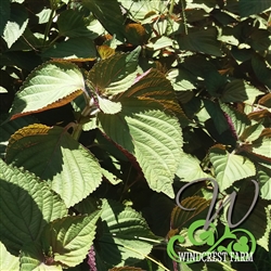 Certified  Organic Herbs Shiso Red