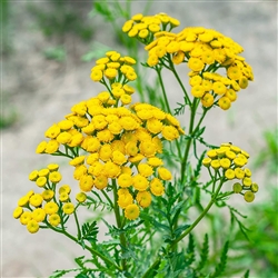 Certified  Organic Herbs Tansy