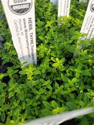 Certified  Organic Herbs Thyme English Transparent Yellow