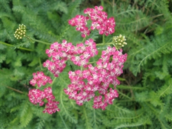 Certified  Organic Herbs Yarrow