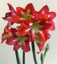 Christmas Star Amaryllis