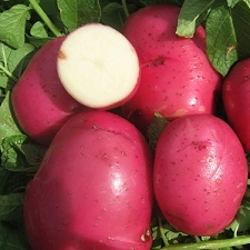 Potato Dark Red Norland Grow Bag