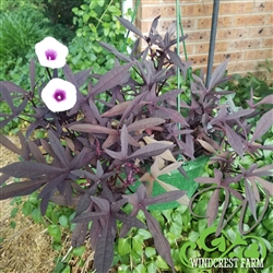 Sweet Potato Vine - Purple