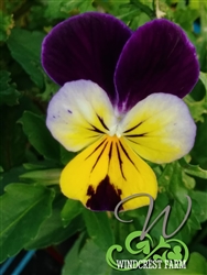 Local Provisions - Edible Flowers