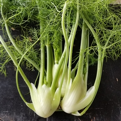 Organic Fennel