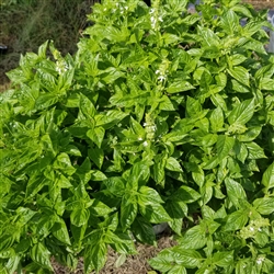 Fresh Herb - Basil